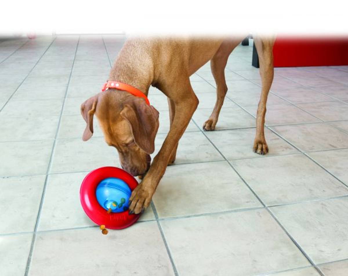  KONG Aktiviseringsleke Gyro Rød S